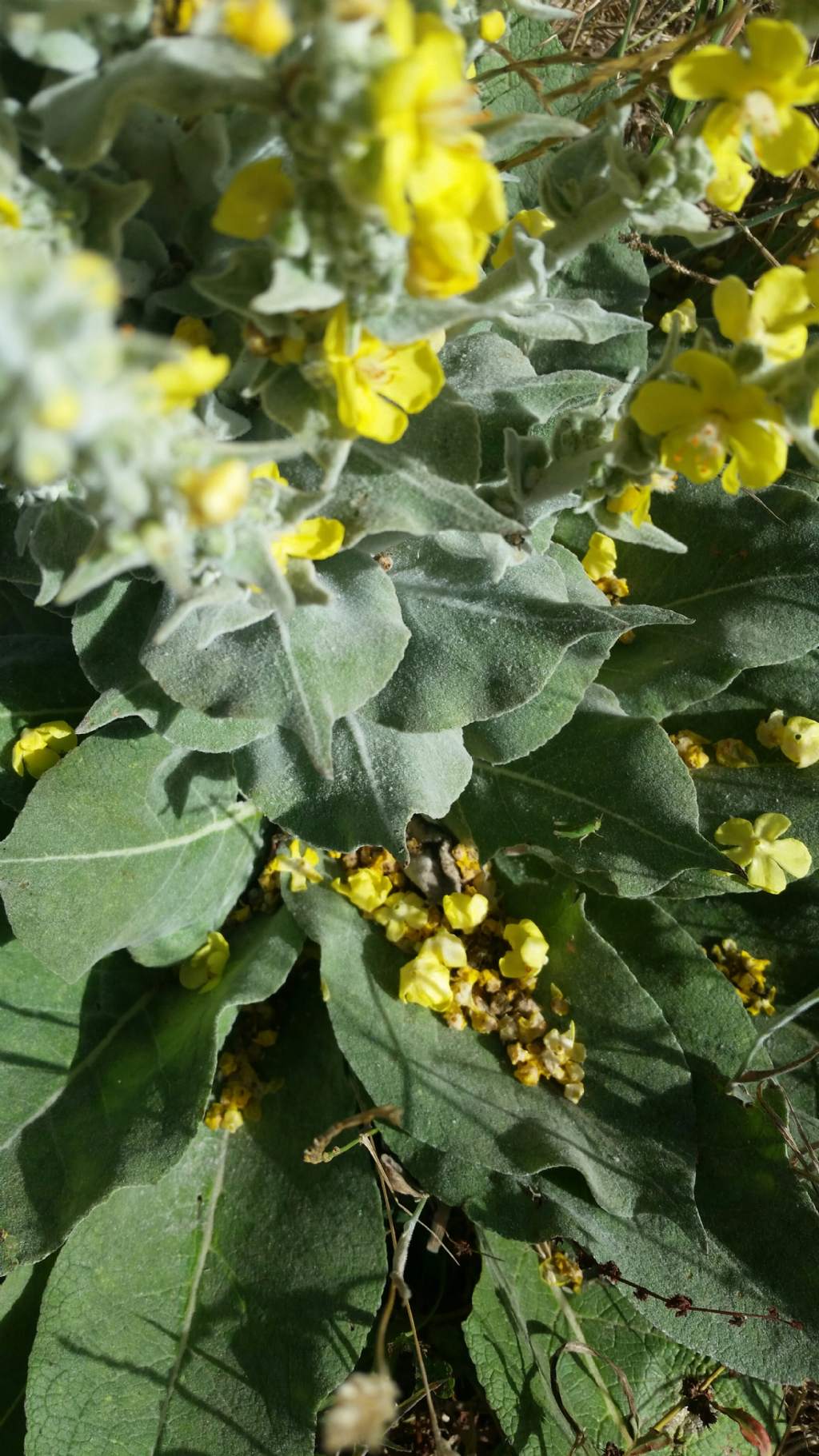 Verbascum pulverulentum (Lamiales - Scrophulariaceae)